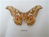 藏品(大綠目天蠶蛾)的圖片